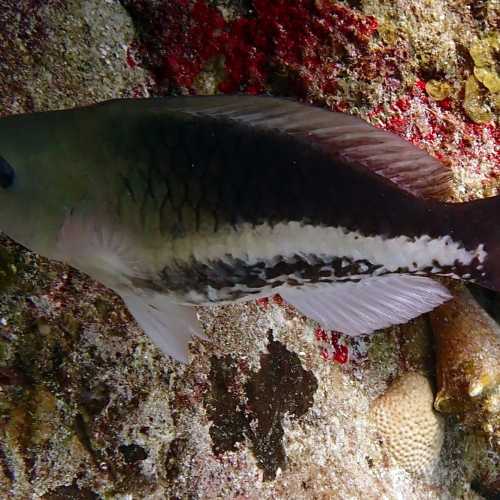 Queen Parrotfish Juvenile