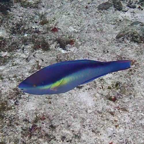 Pricess Parrotfish