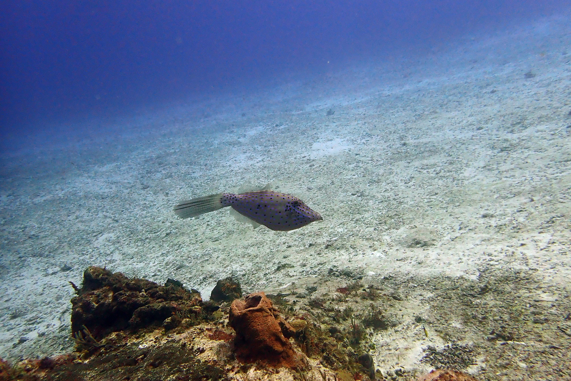 Scribbled Filefish