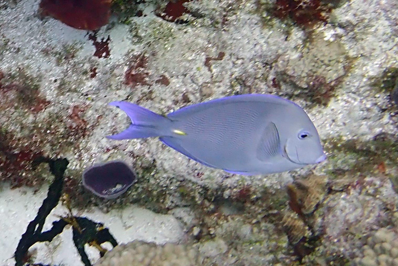 Surgeonfish