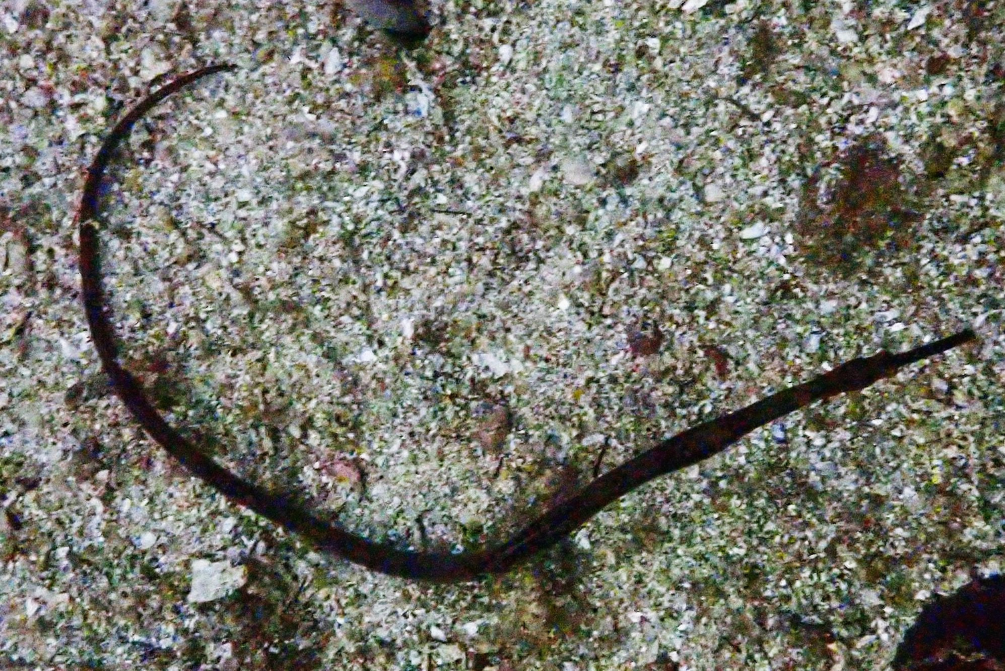 Pipefish