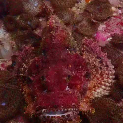 Scorpionfish