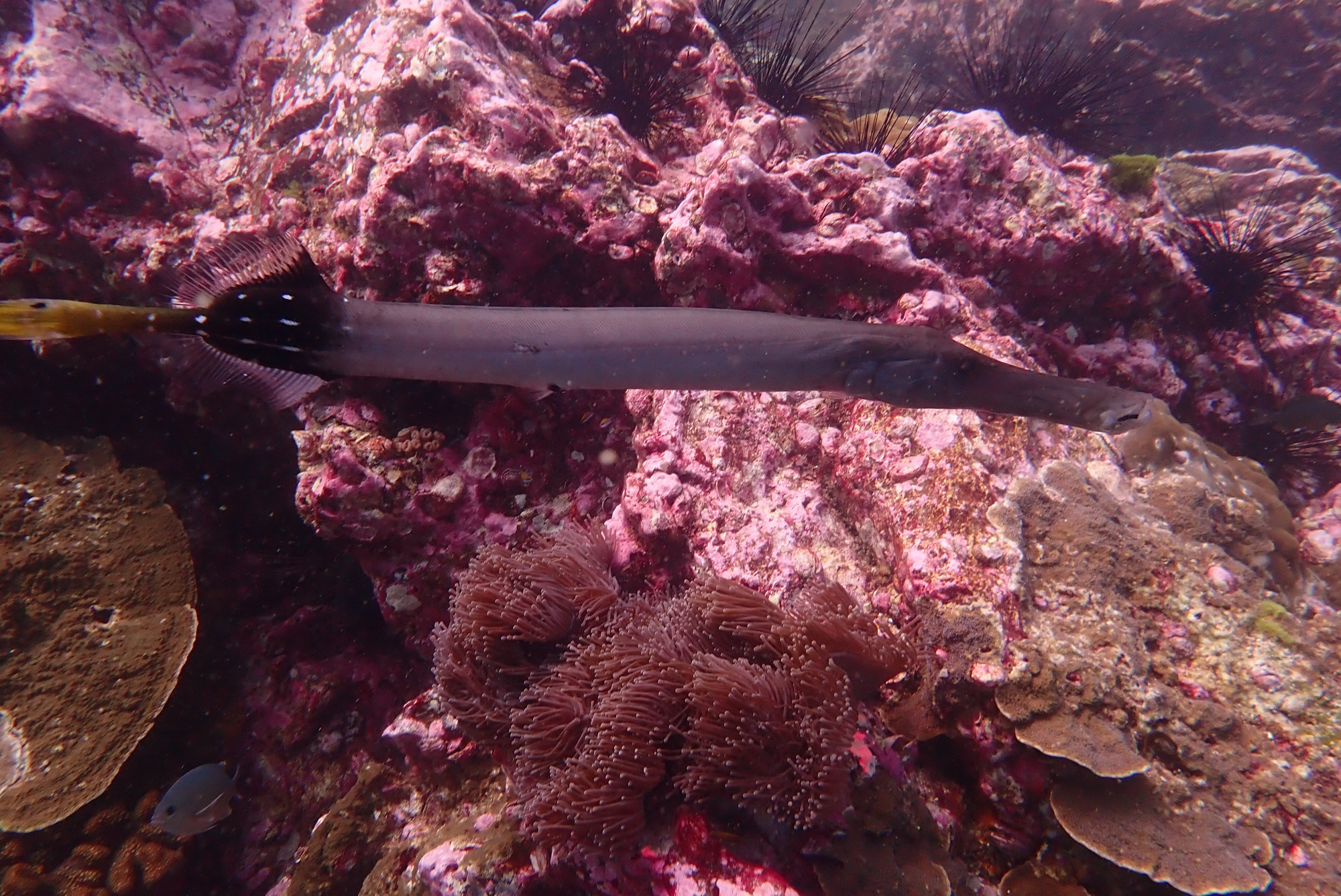 Trumpet Fish