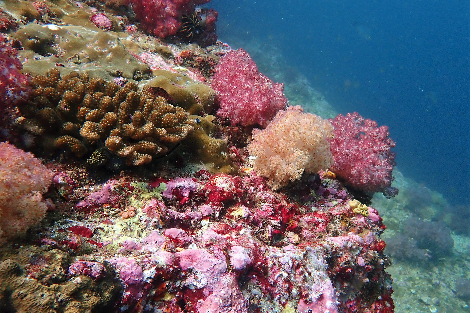 Soft Corals