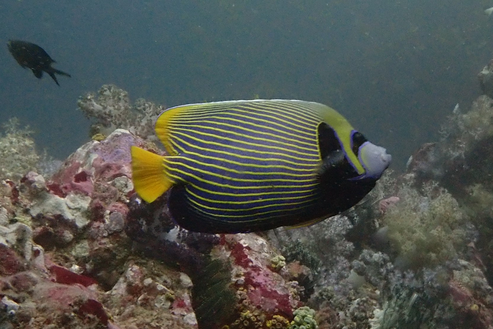 Queen Angelfish