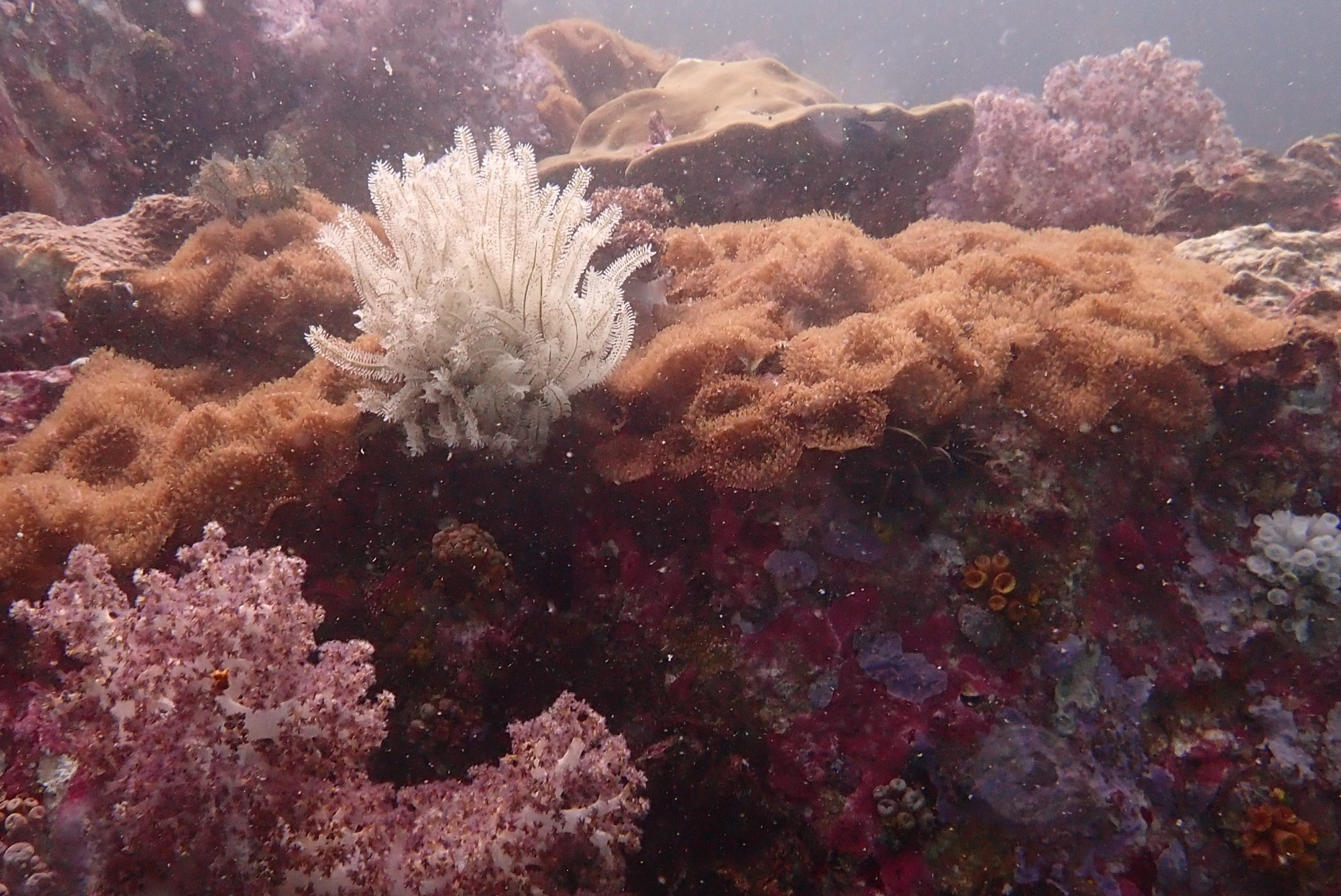 Soft Coral