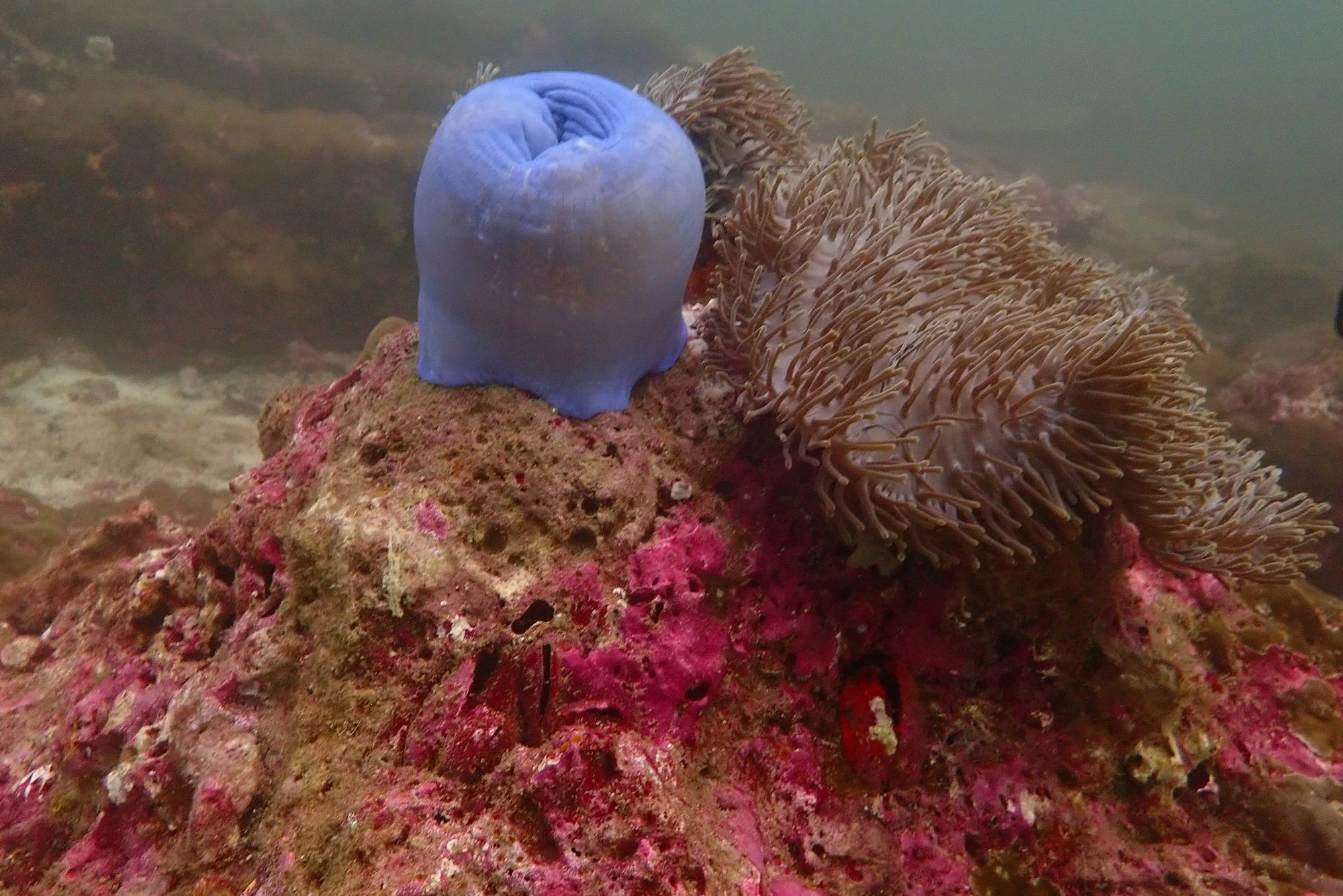 Anenomes