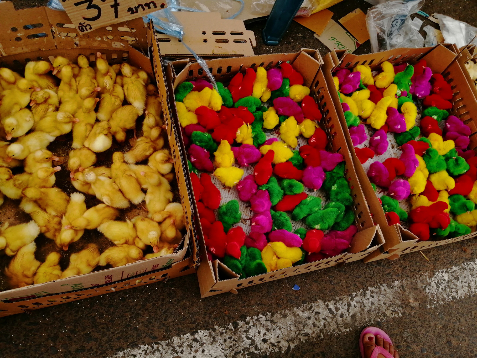 Chicks at Market