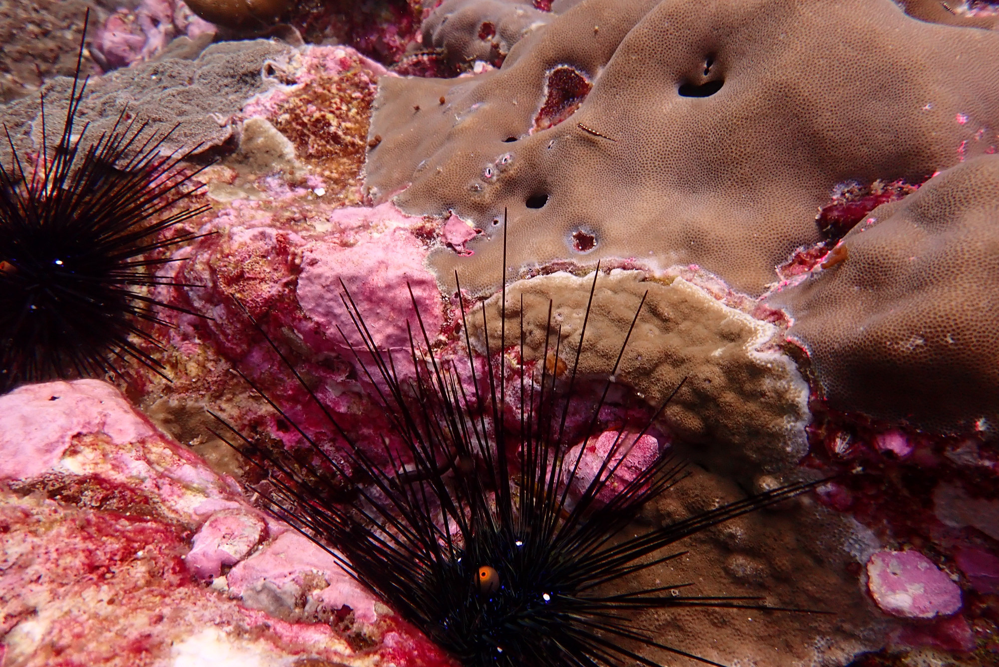 Sea Urchinn