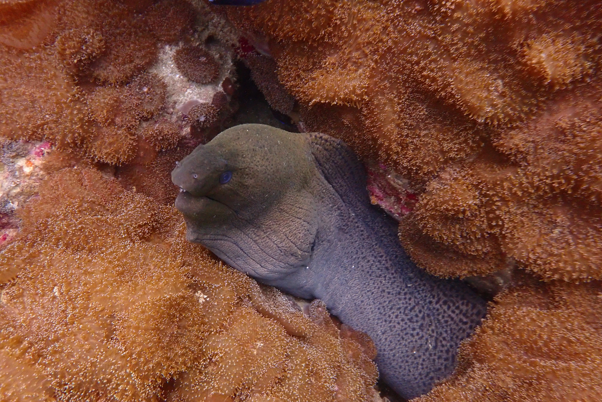 Giant Moray