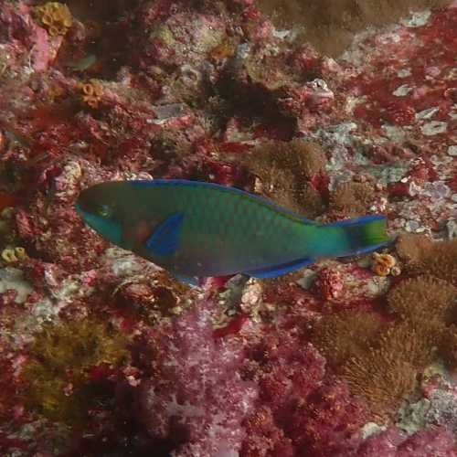 Greencheek Parrotfish