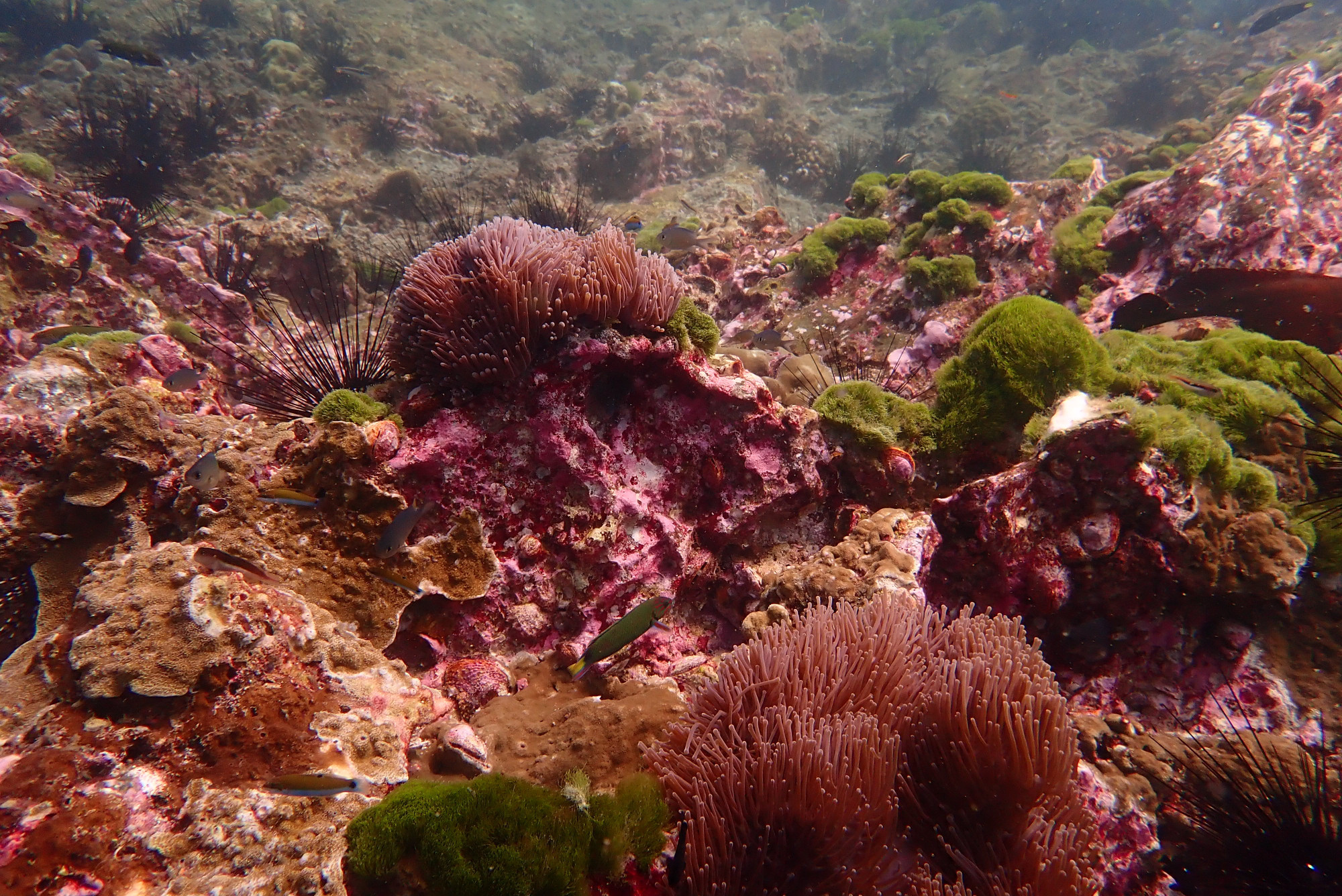 Seafan Forest, Myanmar Burma