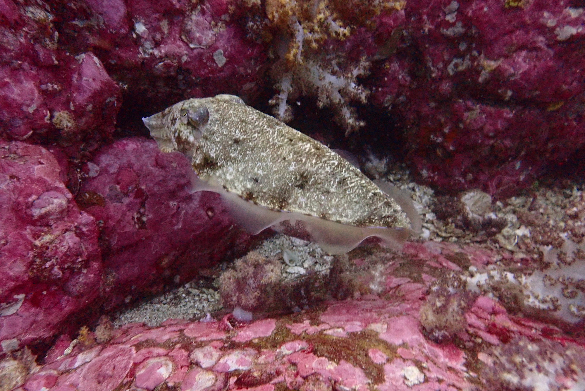 2nd Cuttlefish