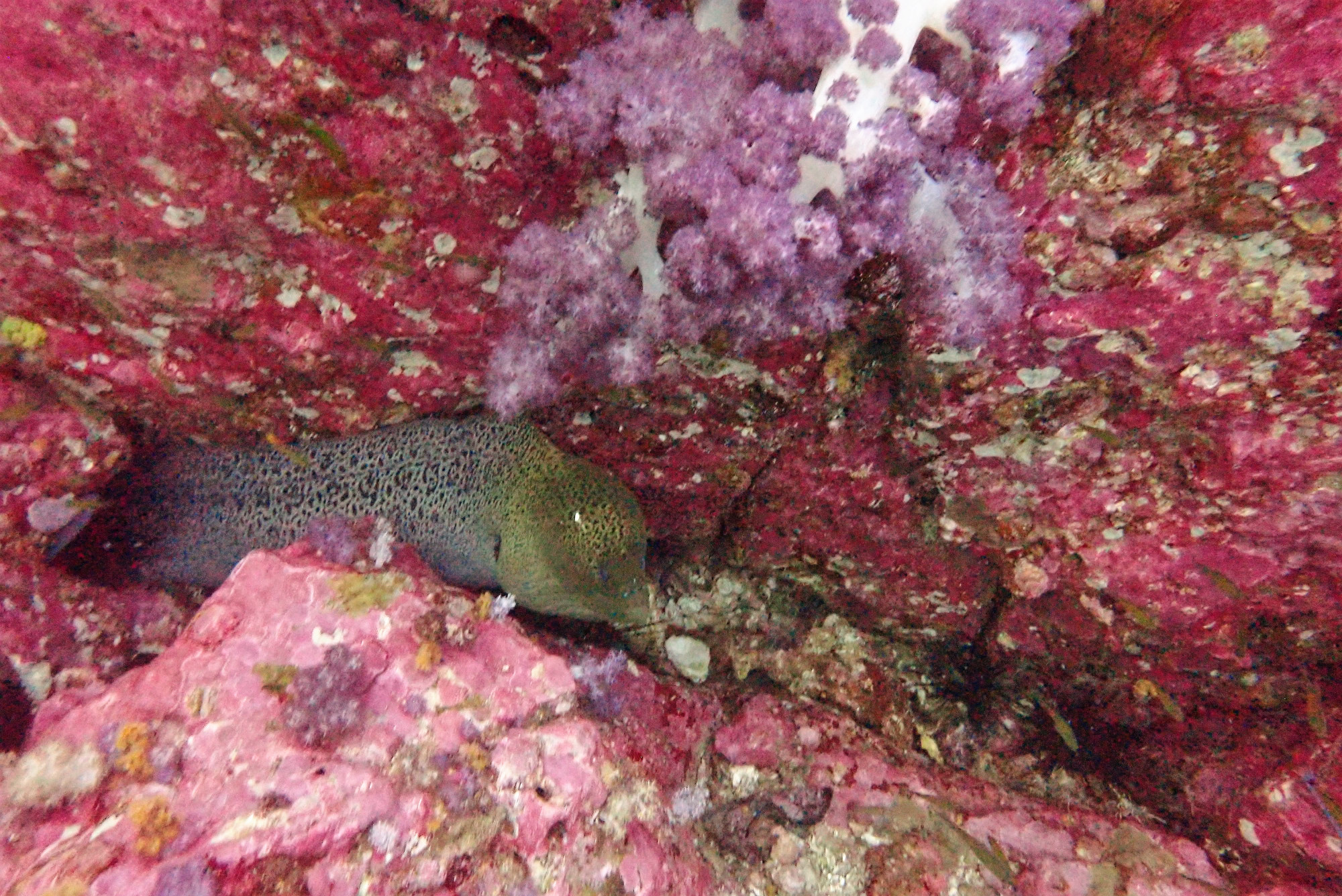 Moray