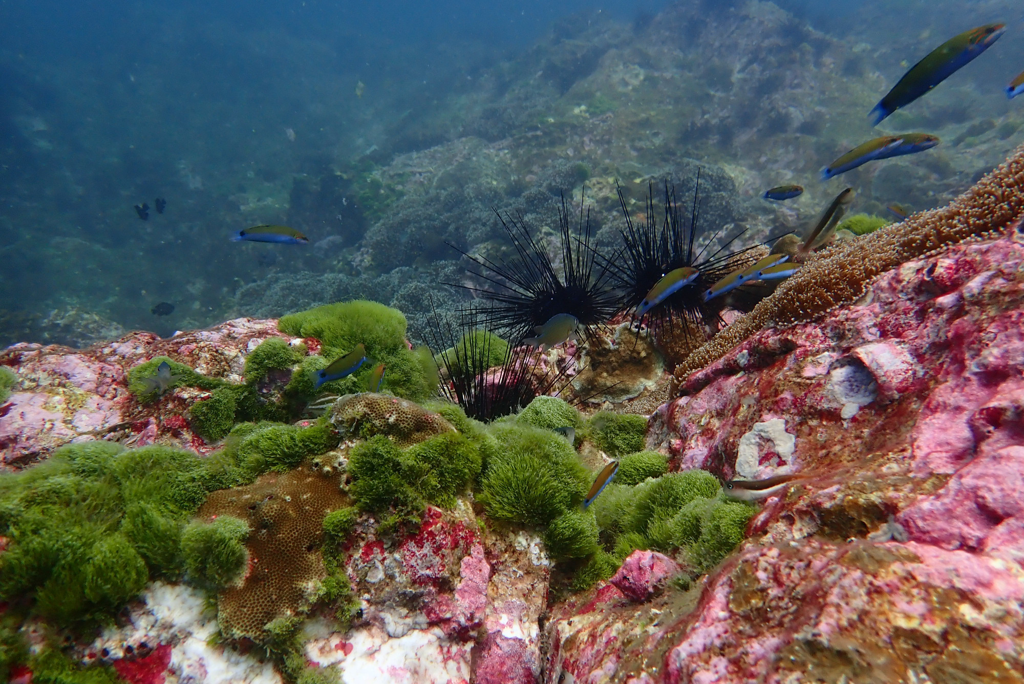 Seafan Forest, Мьянма (Бирма)