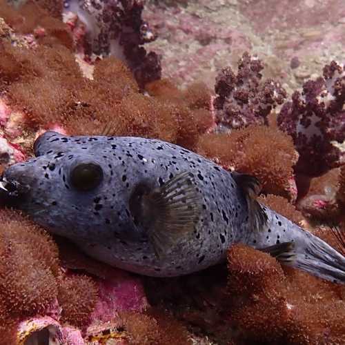 Seal faced Pufferfish