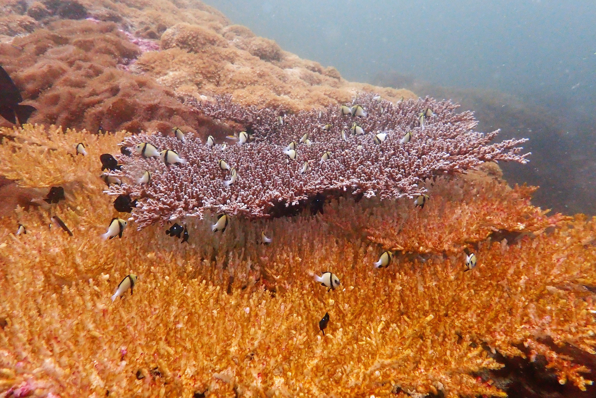 Plate Coral