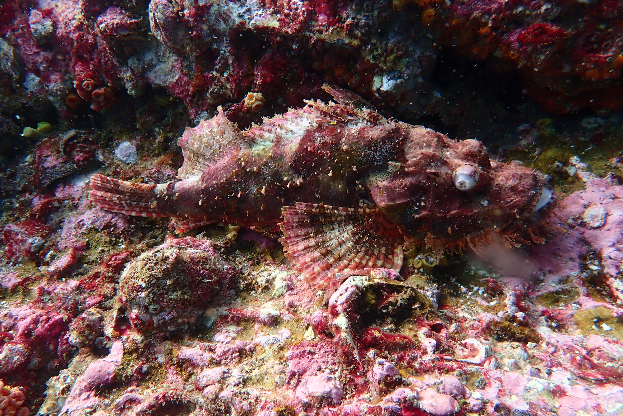 Scorpionfish