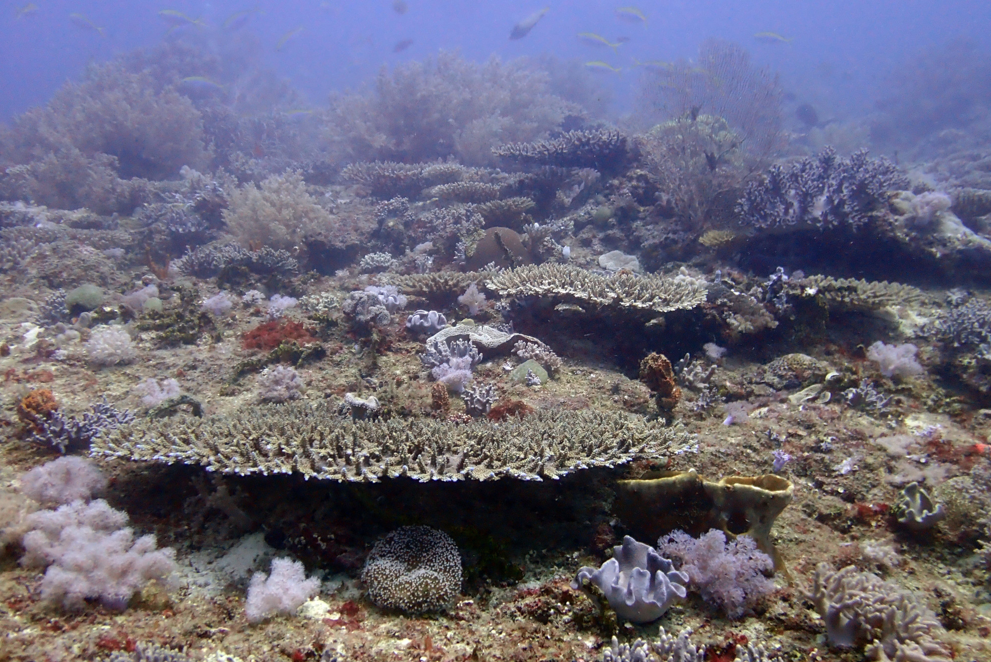 Chameau-Dive Site, Madagascar