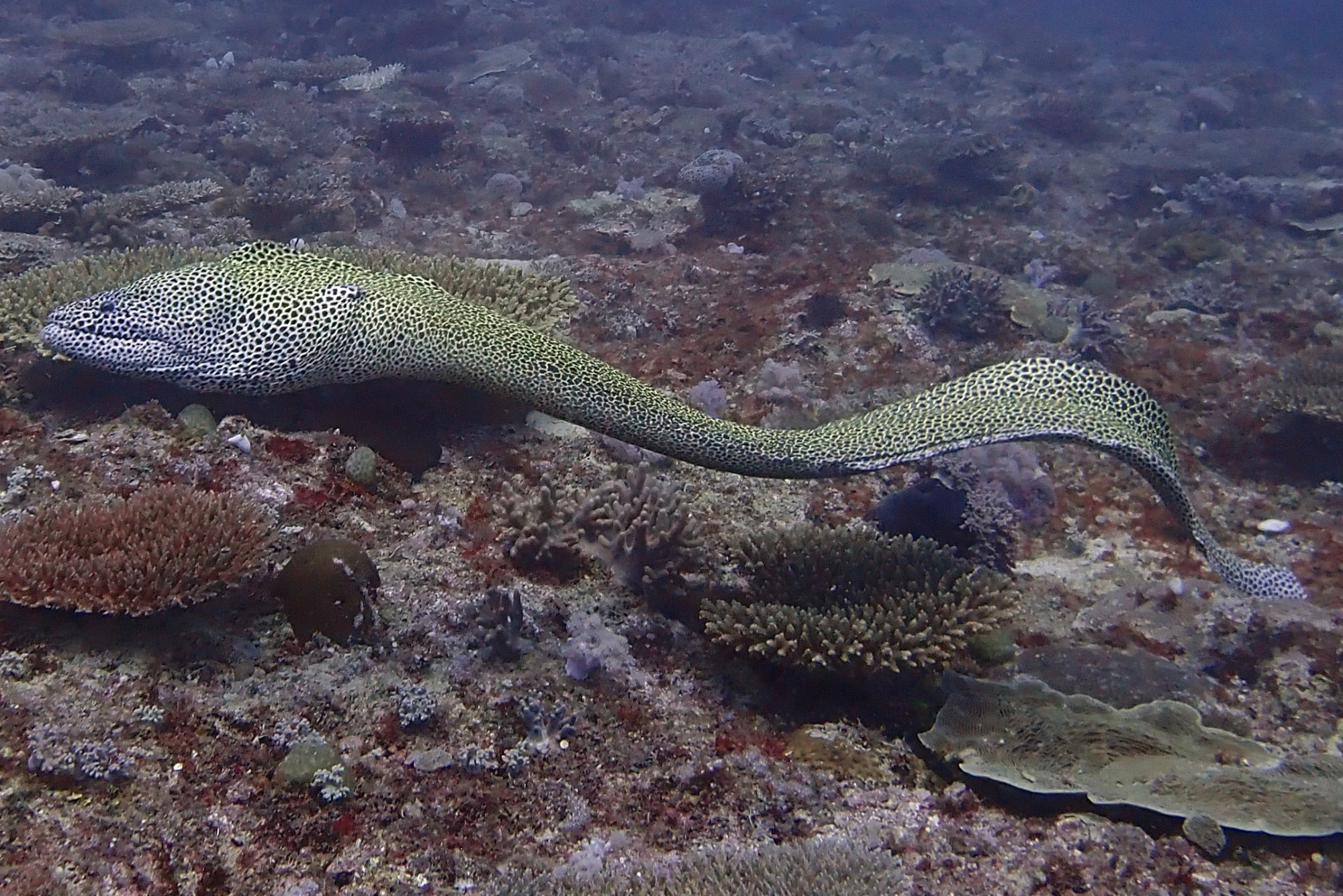 Honeycomb moray