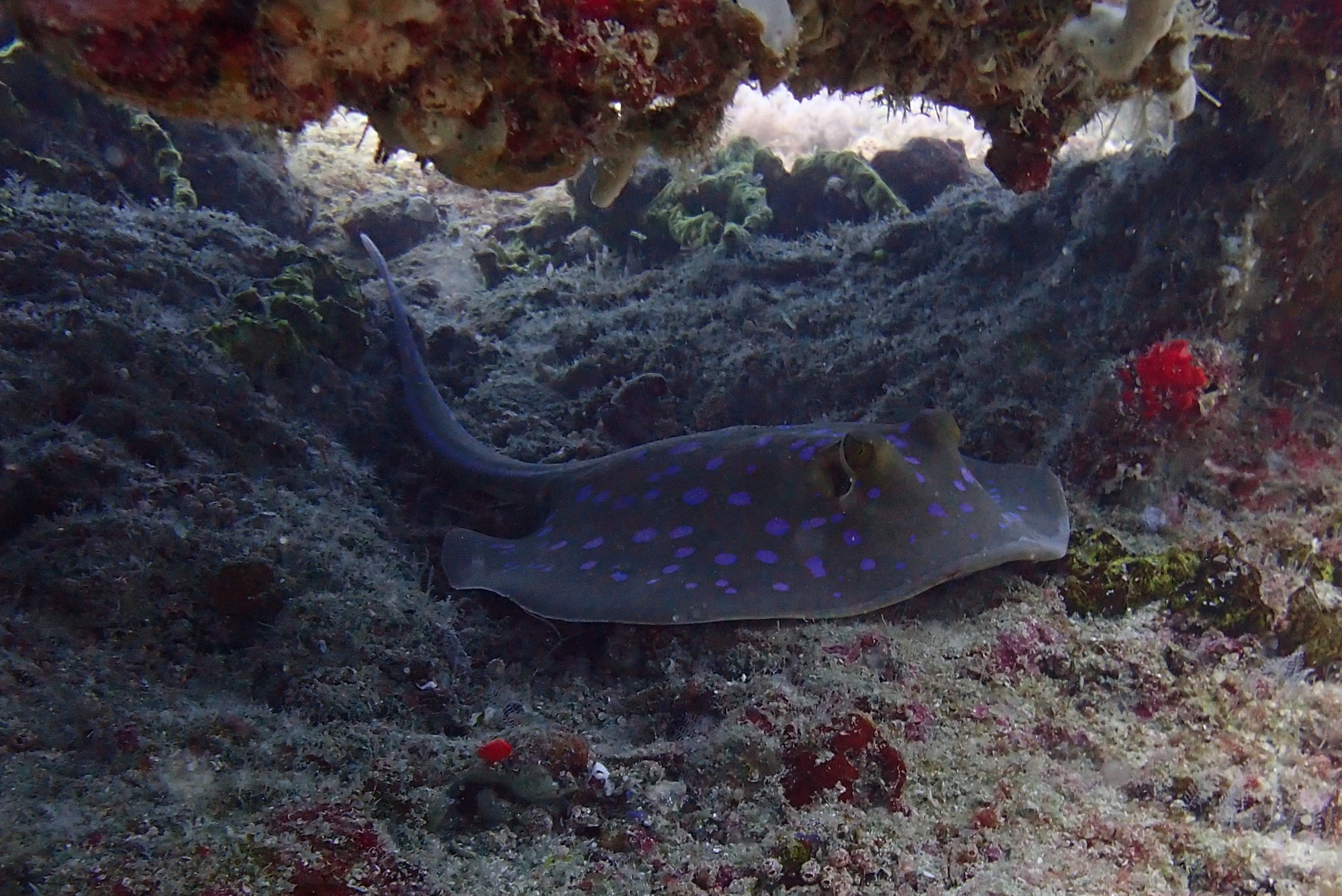 Blue Spotted Ray