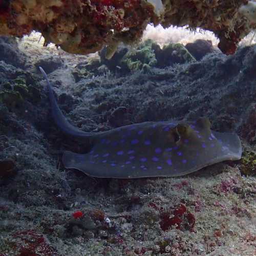 Blue Spotted Ray