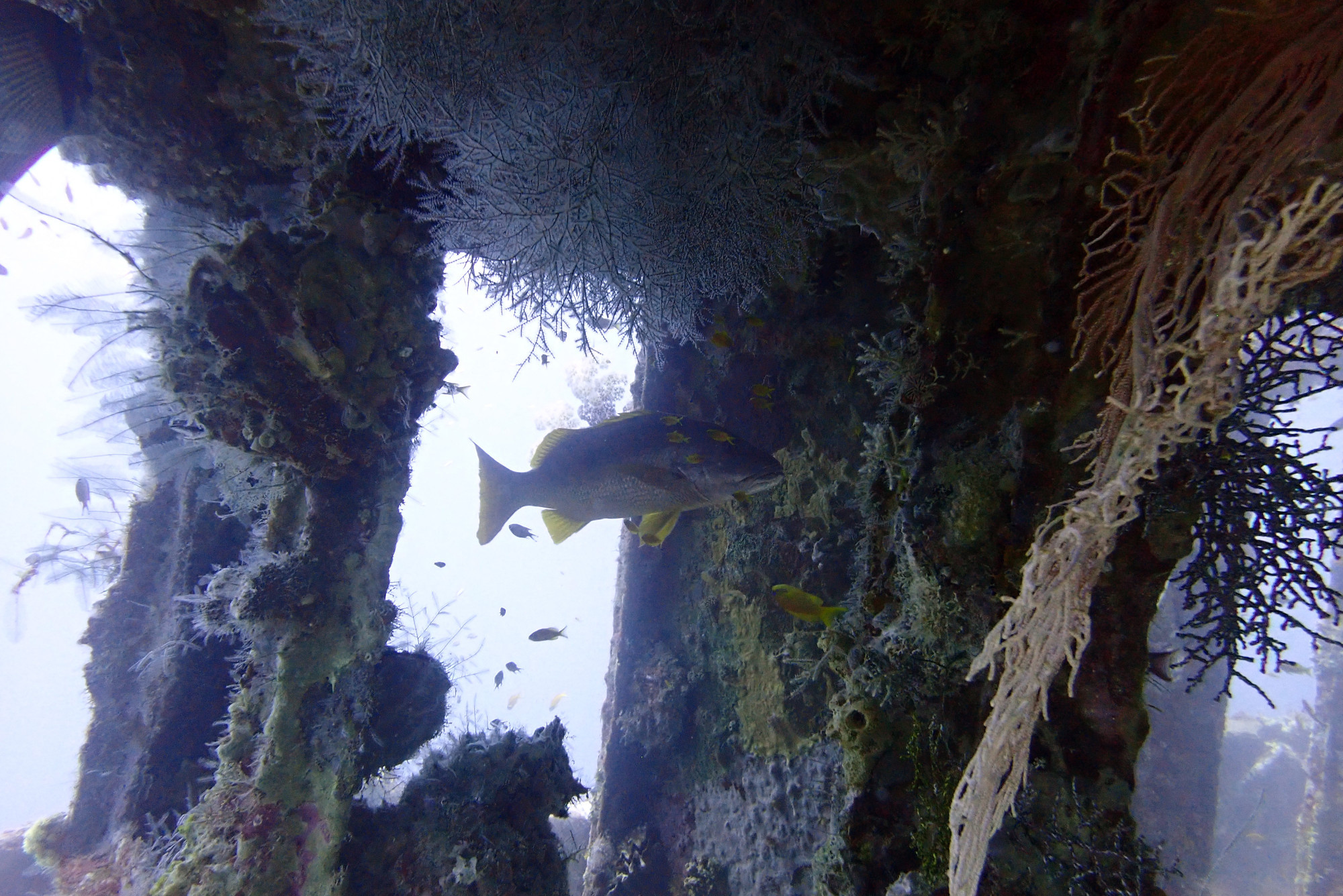 Mitsio Wreck, Madagascar