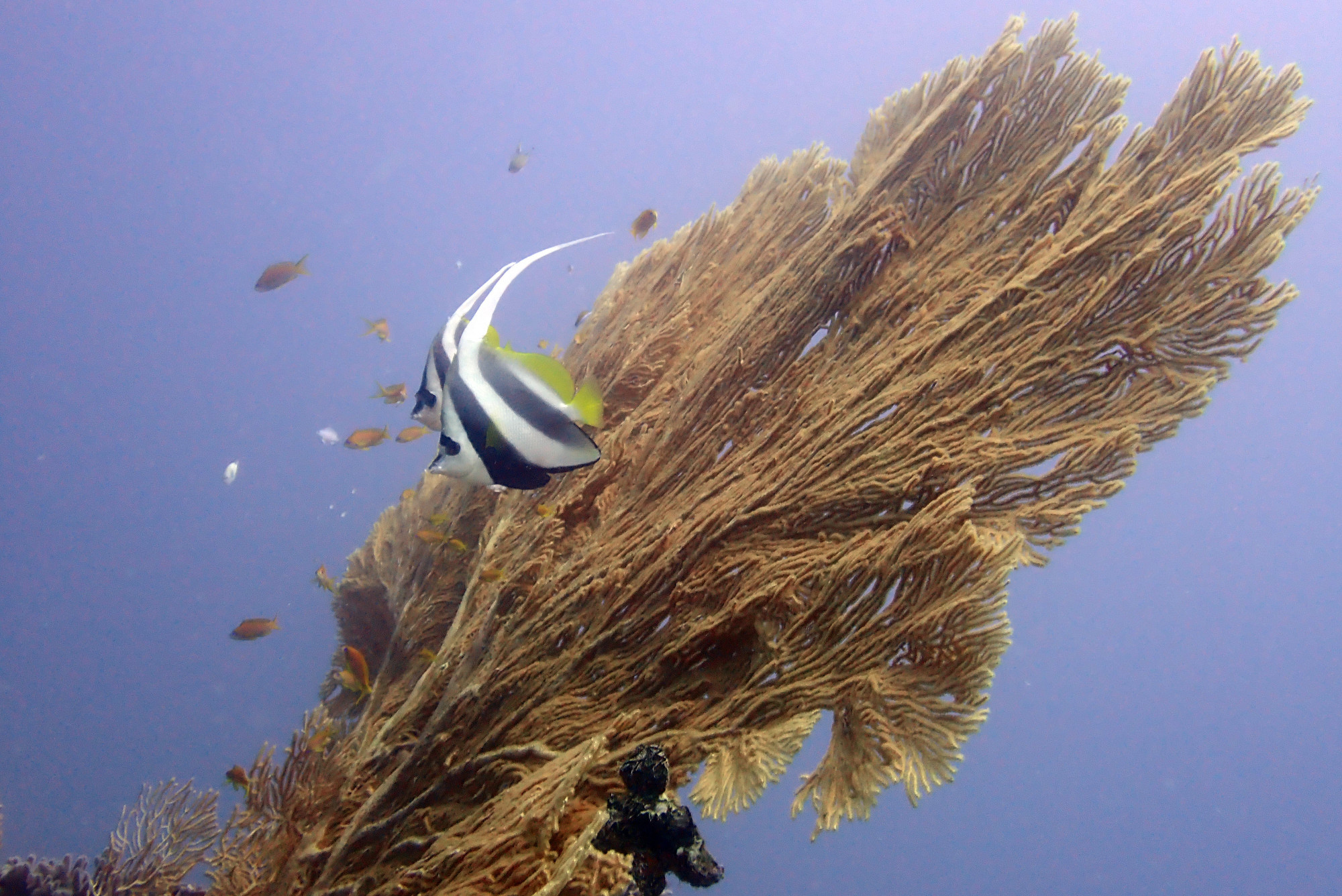 Chameau-Dive Site, Madagascar