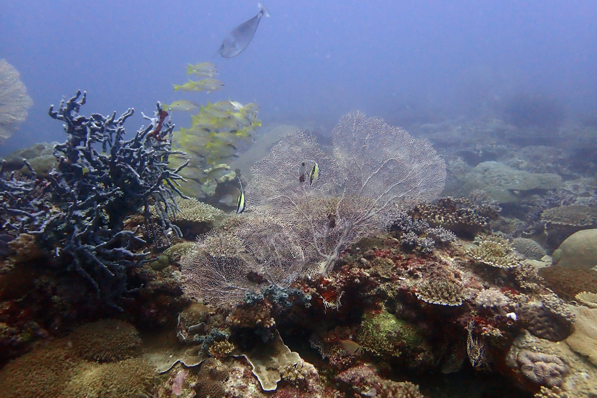 Mitsio Wreck, Madagascar