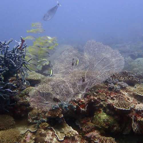 Mitsio Wreck, Madagascar