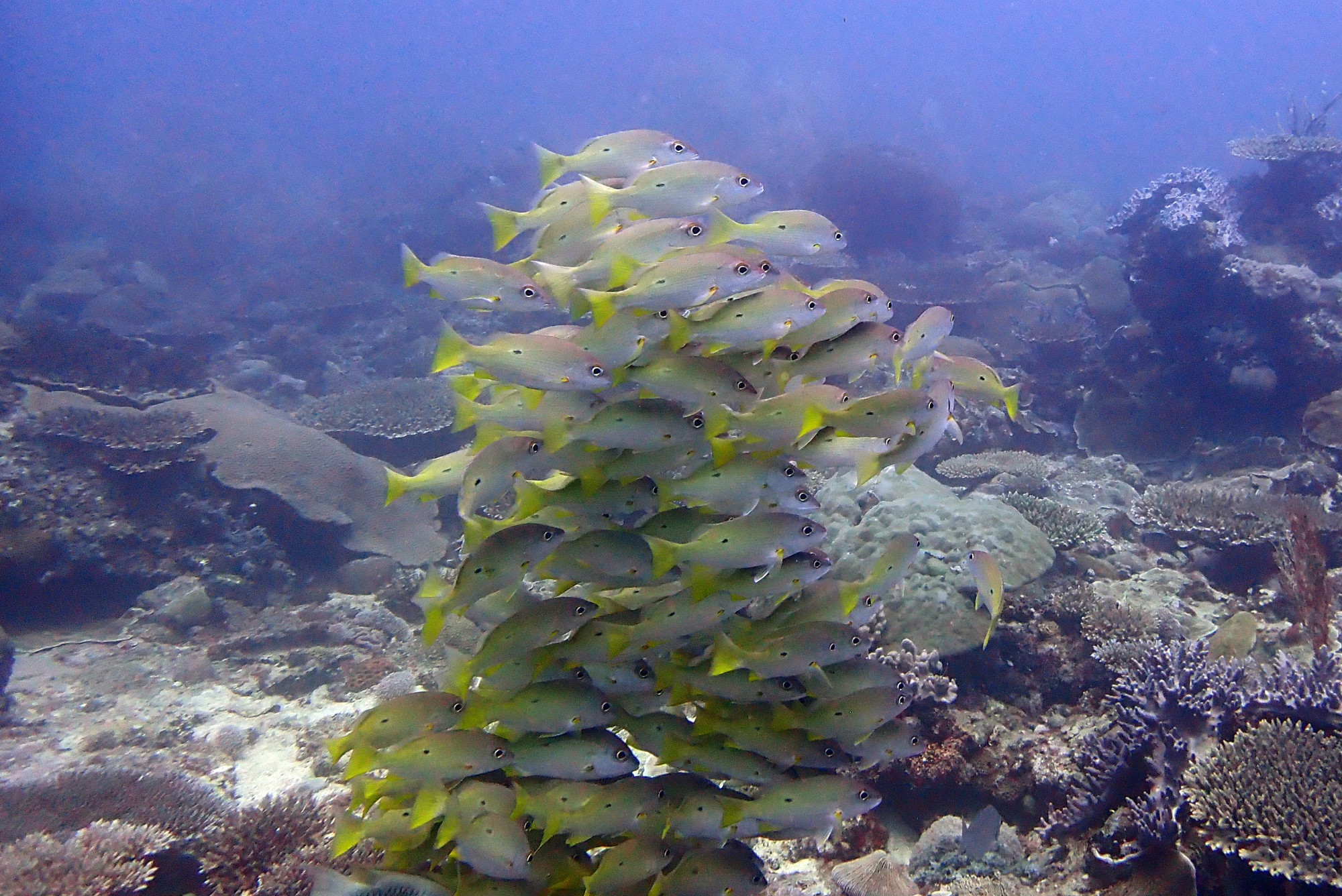 Mitsio Wreck, Madagascar