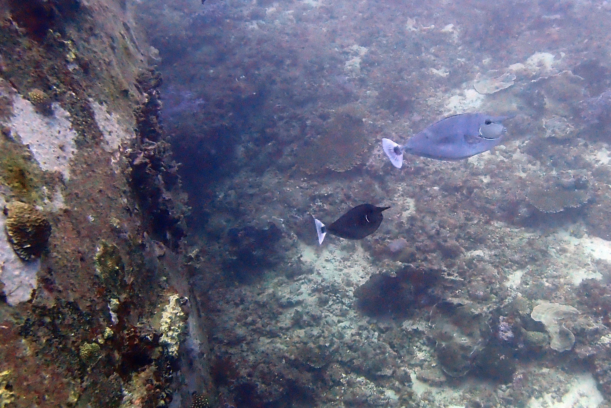 Mitsio Wreck, Мадагаскар