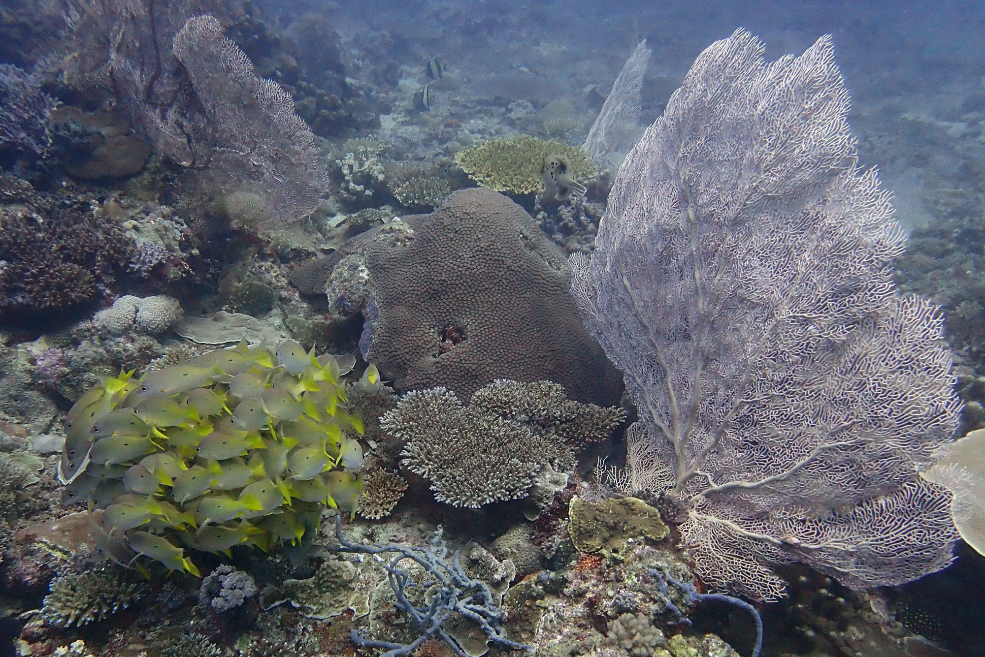 Mitsio Wreck, Madagascar