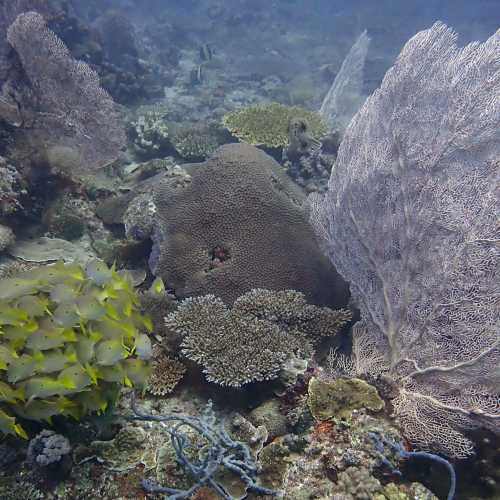 Mitsio Wreck, Madagascar