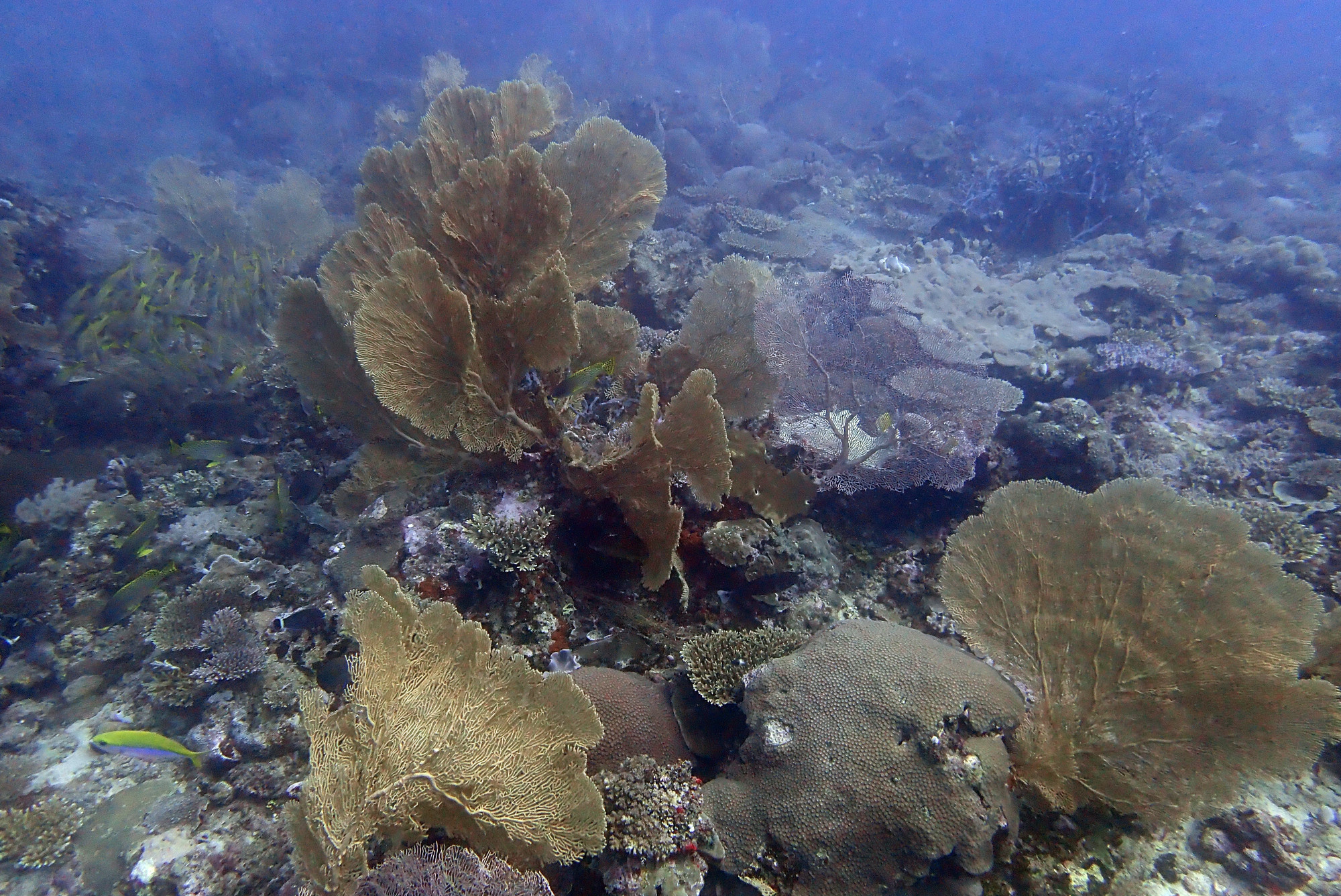 Chameau-Dive Site, Madagascar