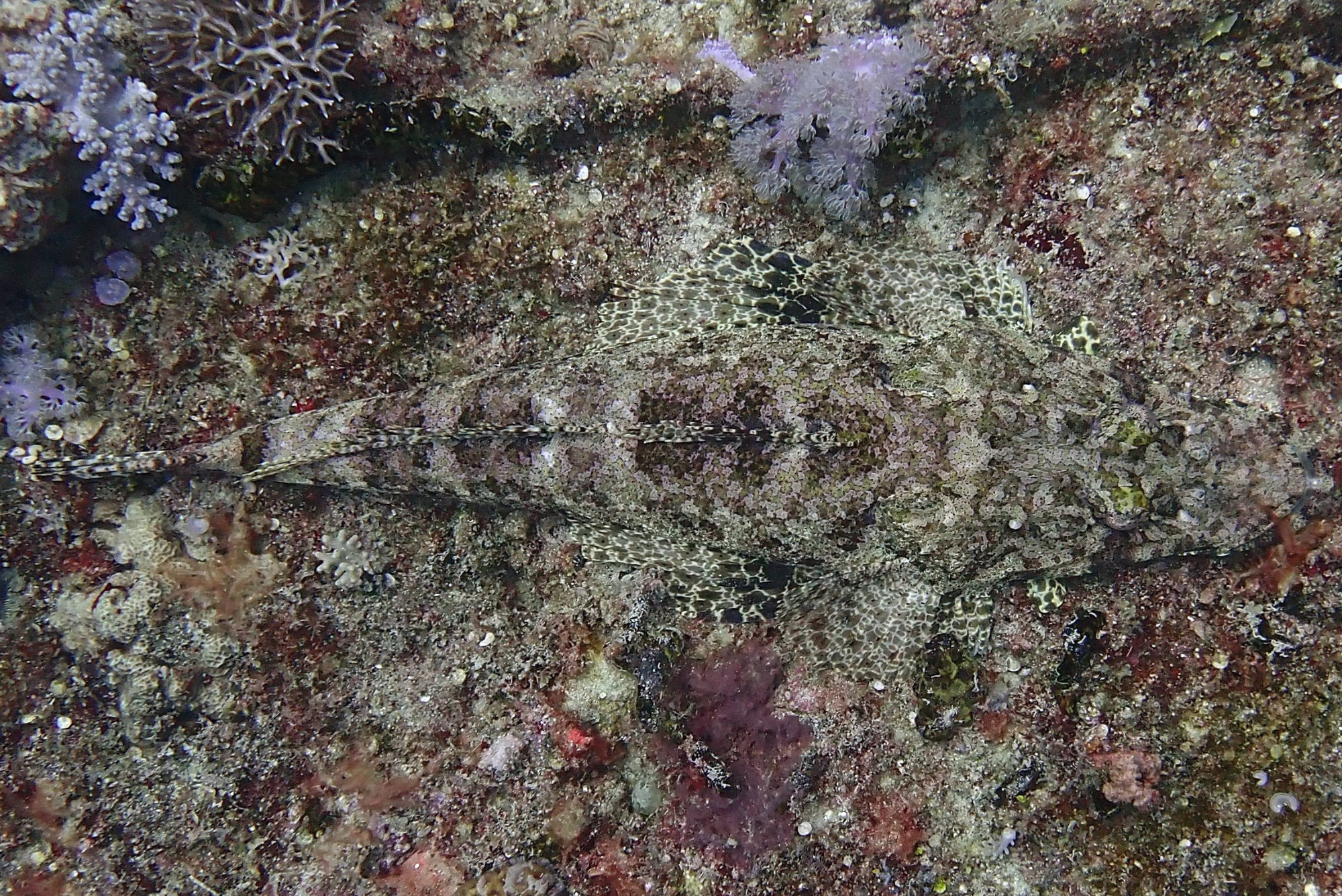 Mitsio Wreck, Madagascar