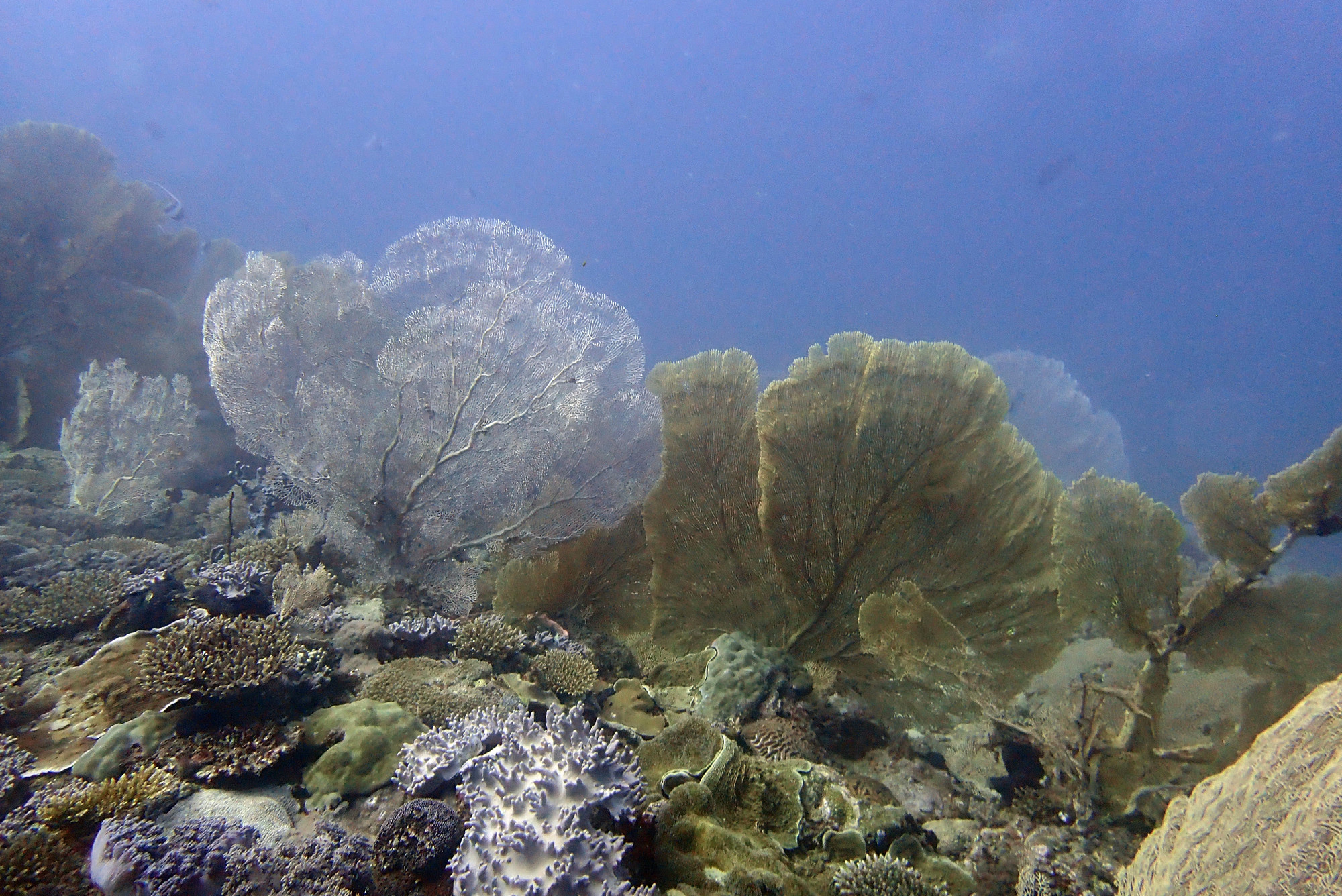 Chameau-Dive Site, Мадагаскар