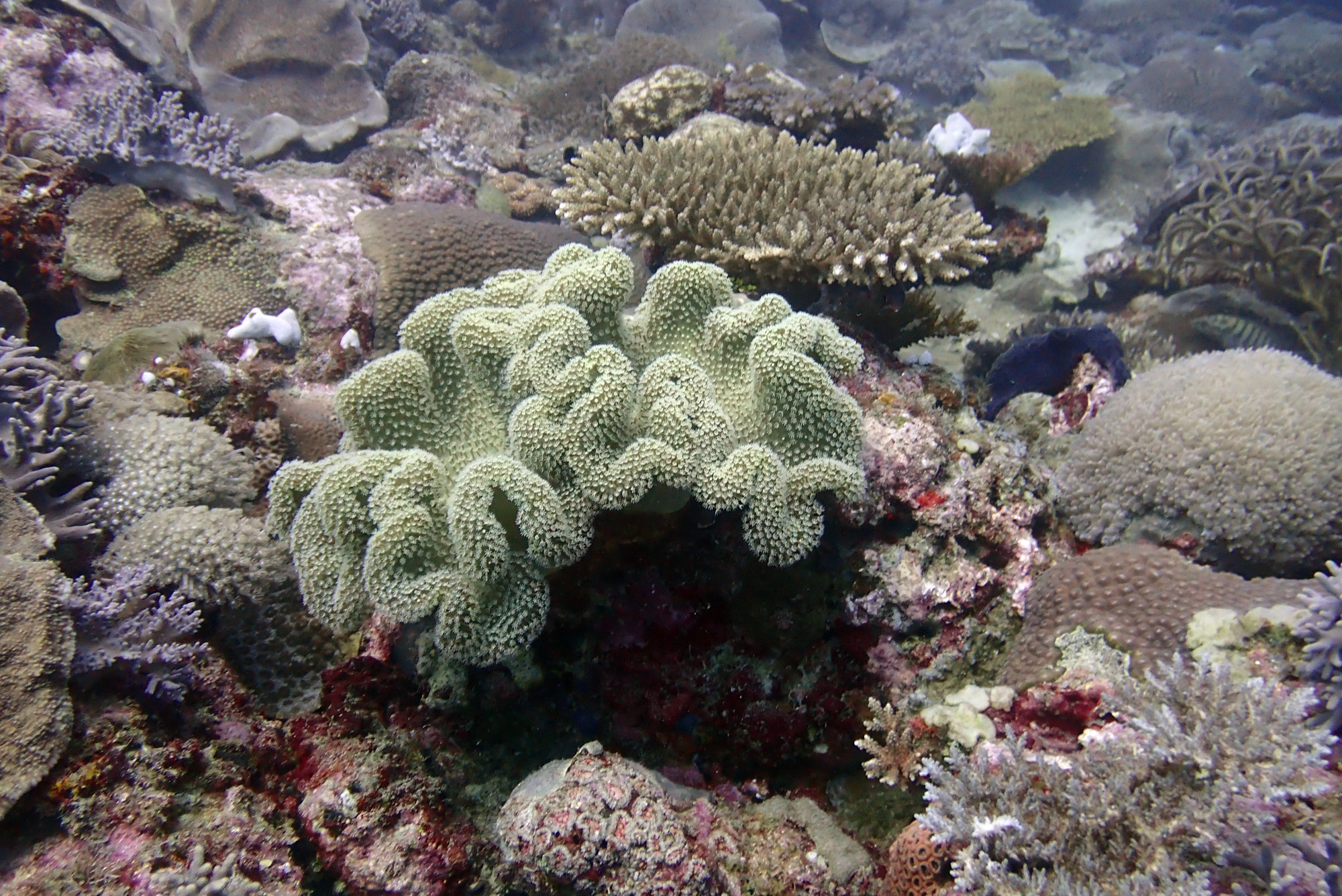 Soft & Hard Corals