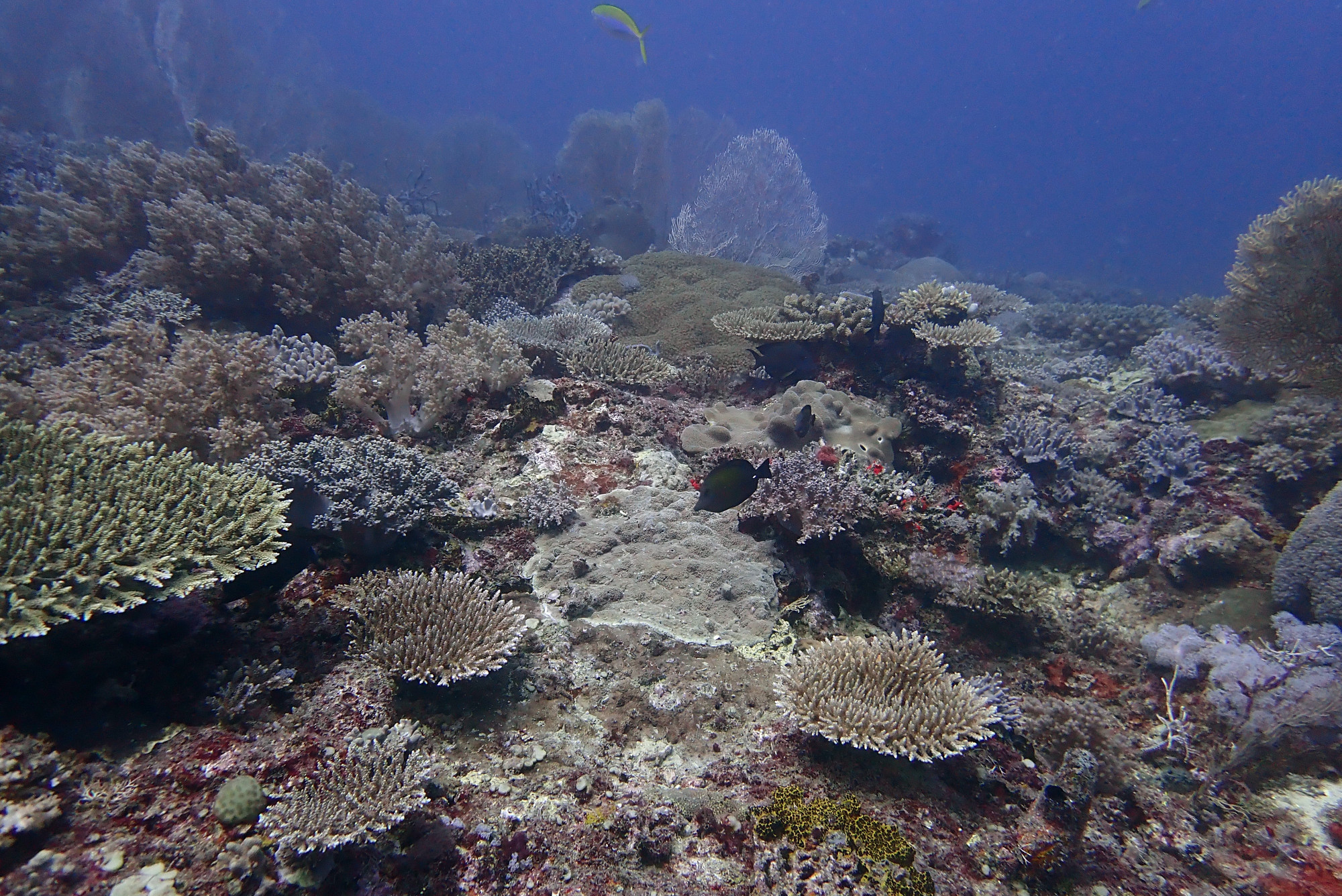 Chameau-Dive Site, Madagascar