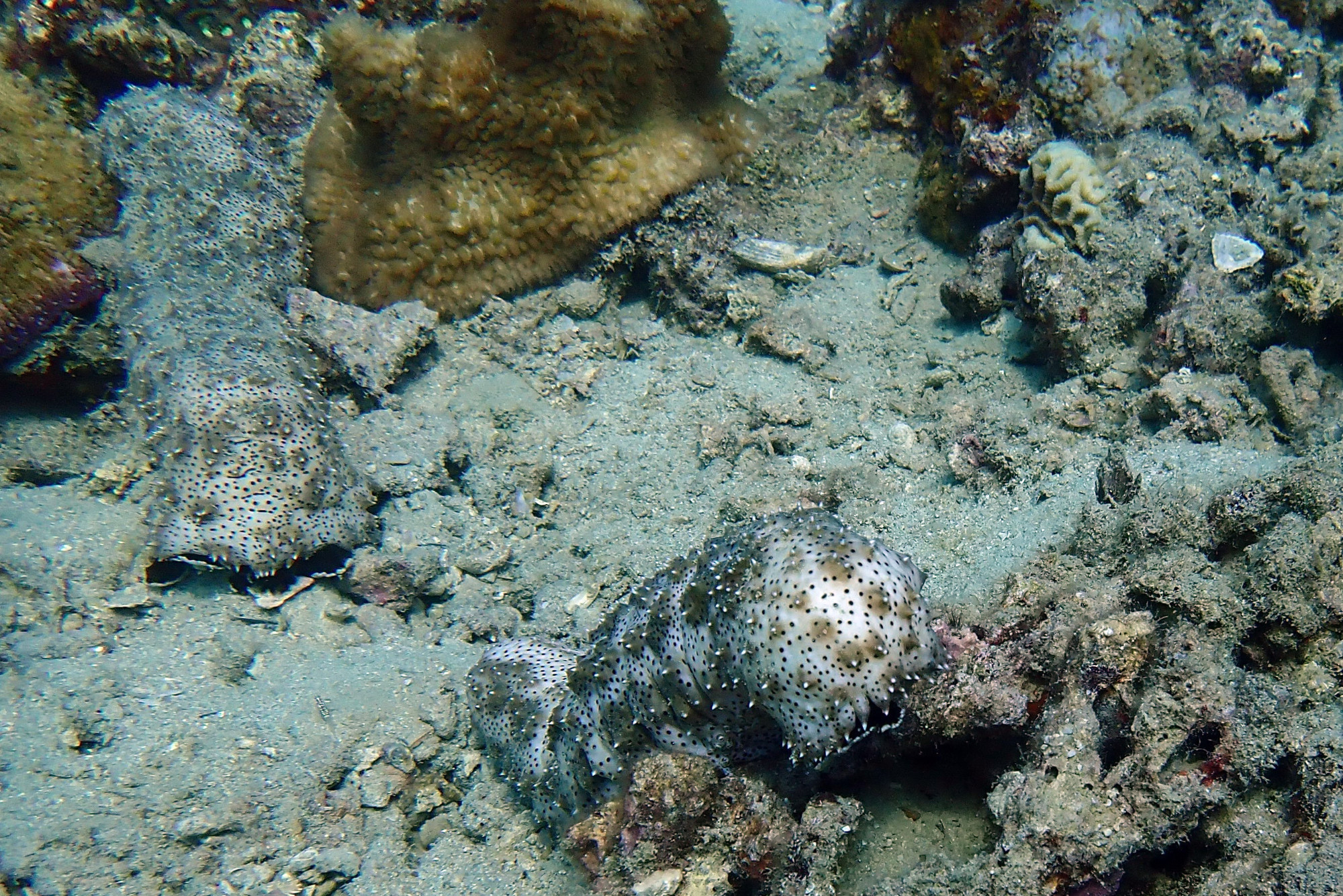 Sea Cucumber