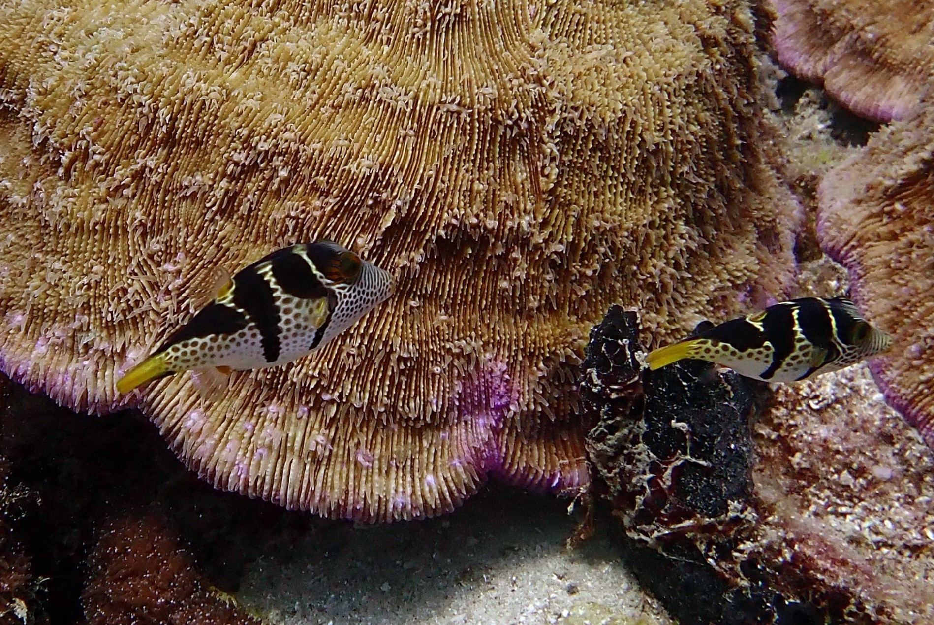 Nosy Tanikely, Madagascar