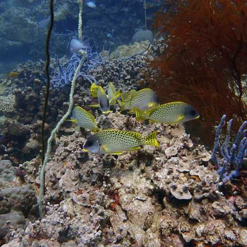 Oblique-banded sweetlips