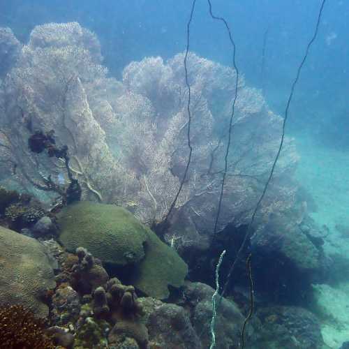 Sugarloaf Dive Site, Madagascar