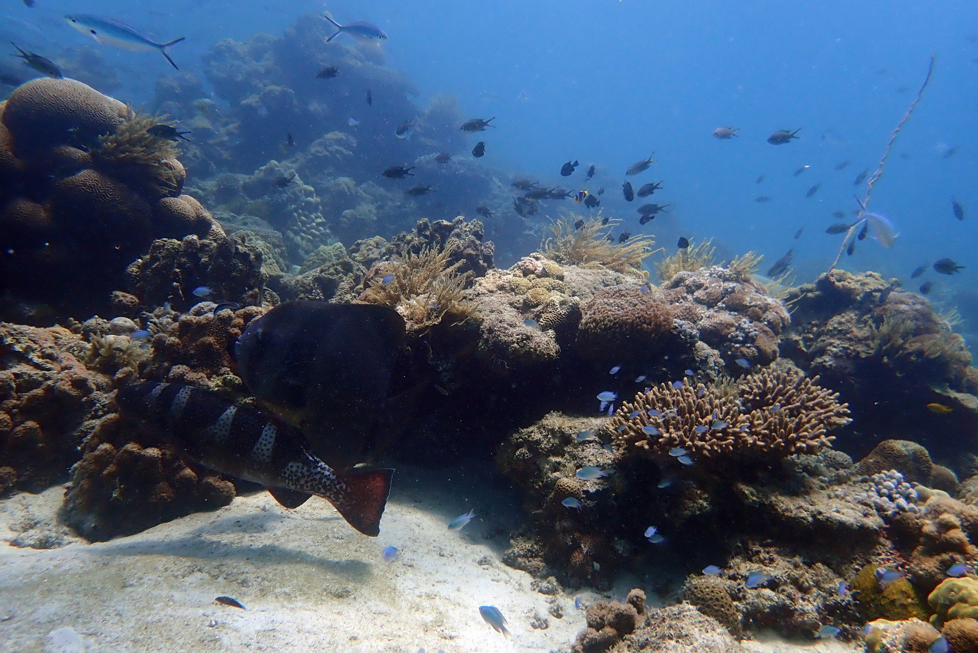 Sugarloaf Dive Site, Madagascar