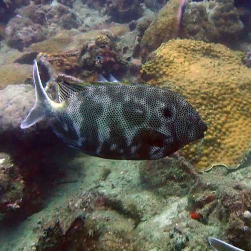 Honeycombe Rabbitfish