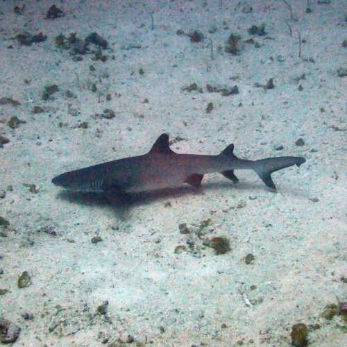 Black Tipped Reef Shark