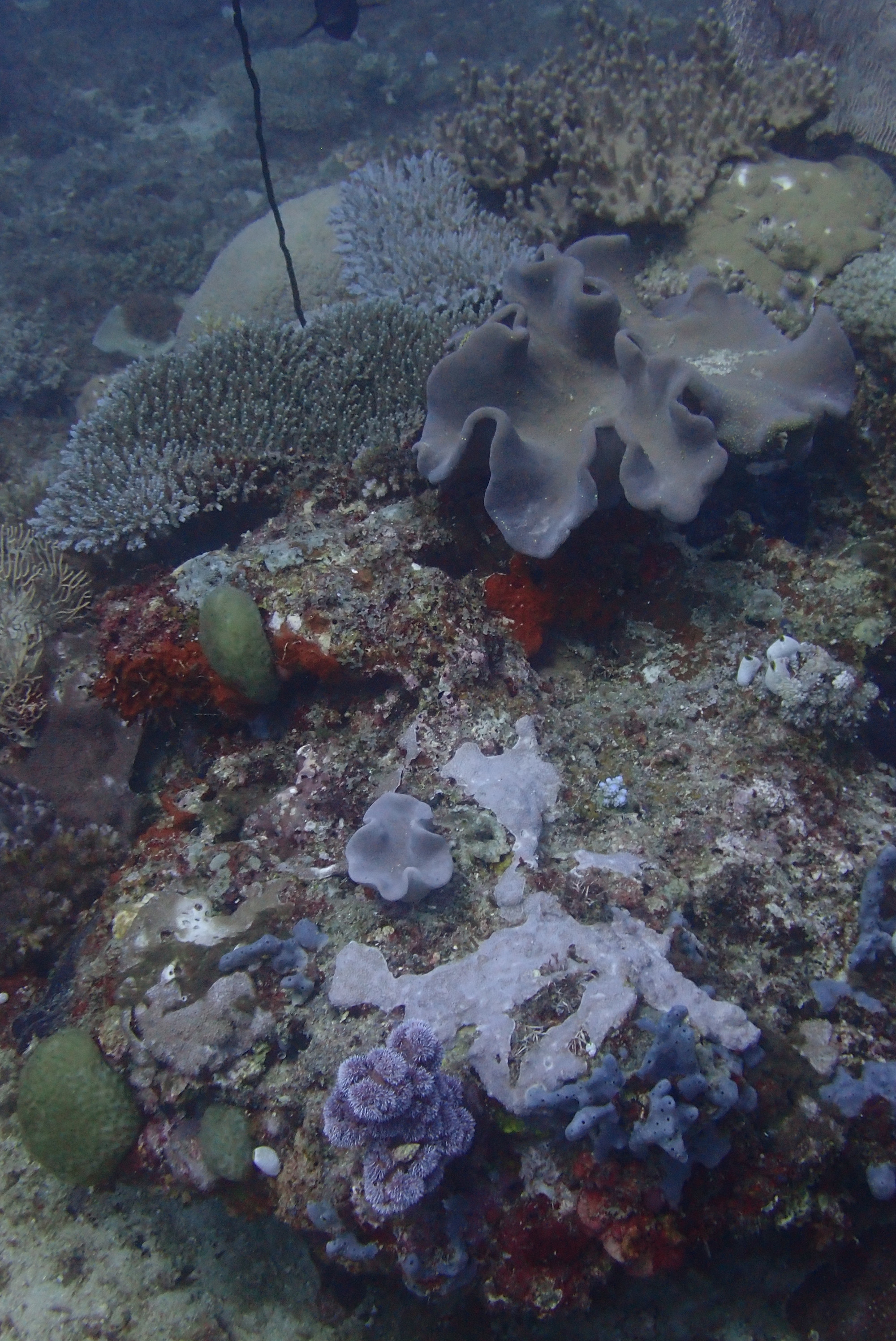 Chameau-Dive Site, Madagascar
