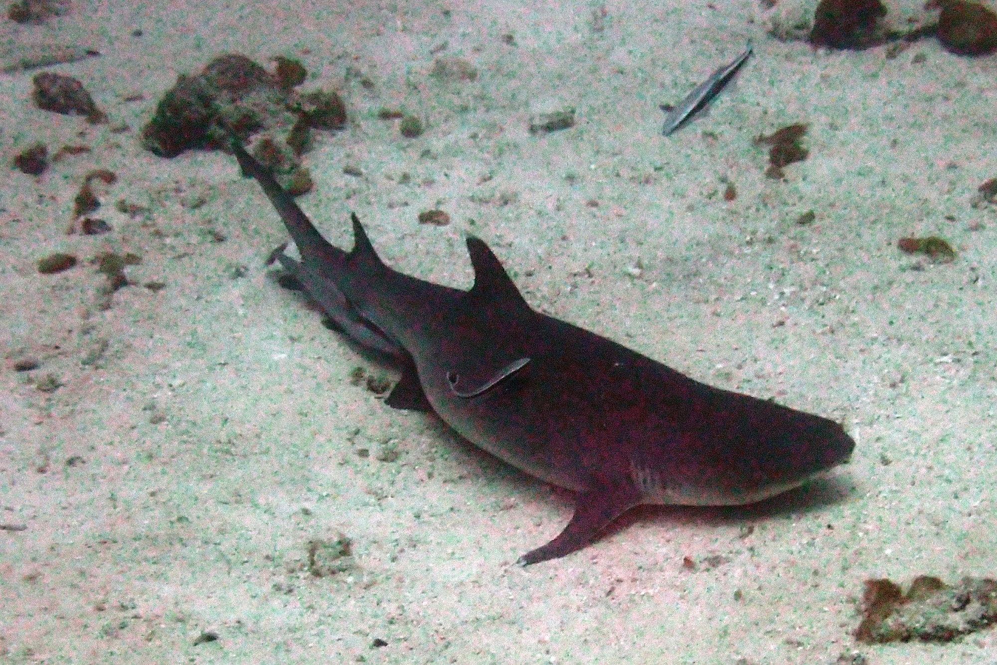 Black Trip Reef Shark