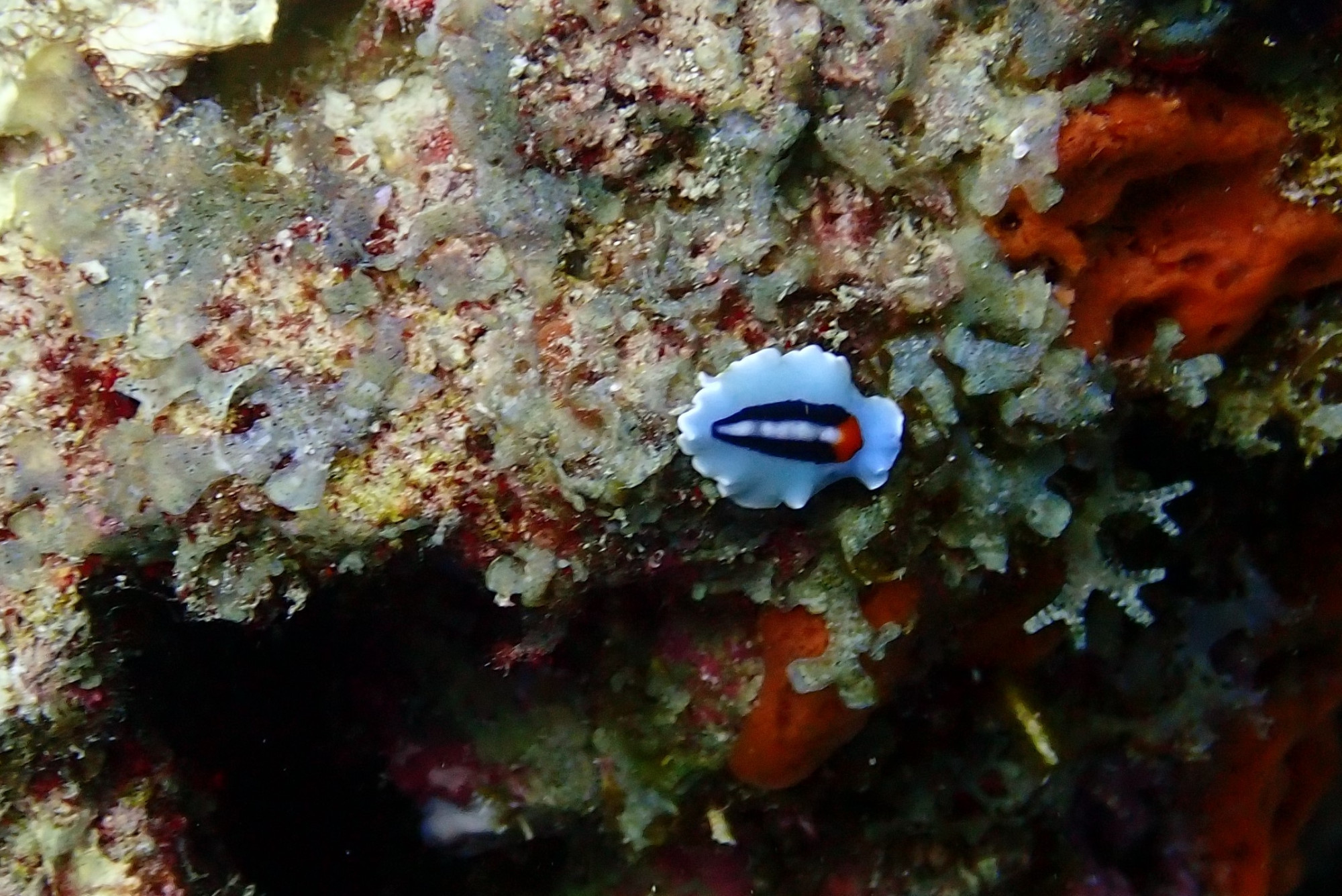 Bank Des Fussiliers, Madagascar