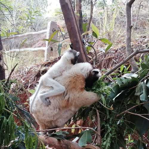 Parc de lémuriens à Madagascar, Madagascar